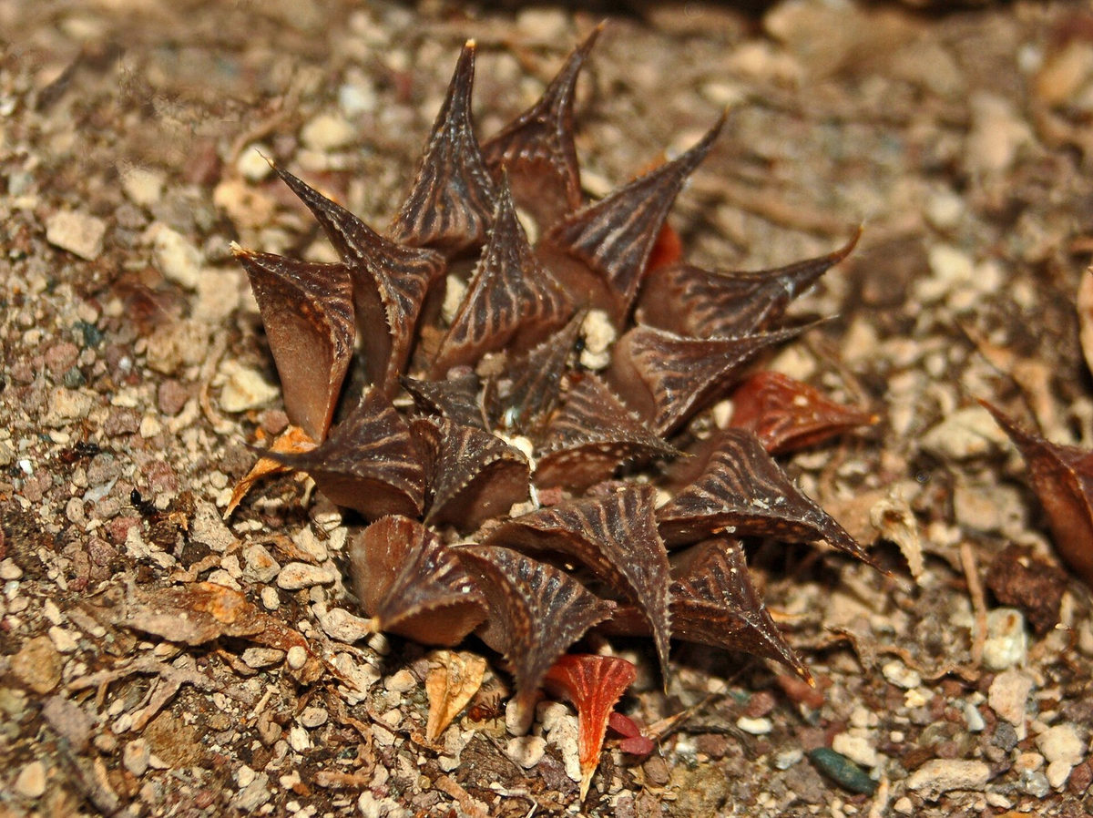 ミラビリス(Haworthia mirabilis)の群生株。三角形の端面に淡い縦の条線が何本も走り、葉のふちに細かい鋸歯が並ぶ