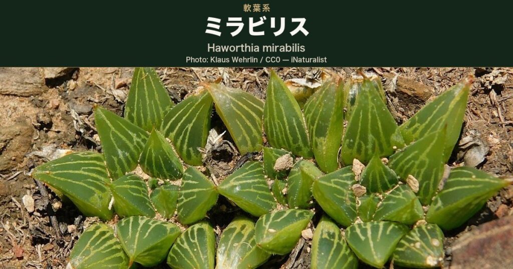 平らな端面に淡い縦の条線が走り、縁に細かい鋸歯が並ぶ緑のロゼットが、岩の間に群れて生えている写真。iNaturalist で複数の同定者により Haworthia mirabilis とされた南アフリカ・グレイトンの自生株