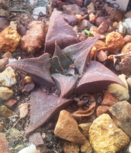 ミラビリス(H. mirabilis)の写真