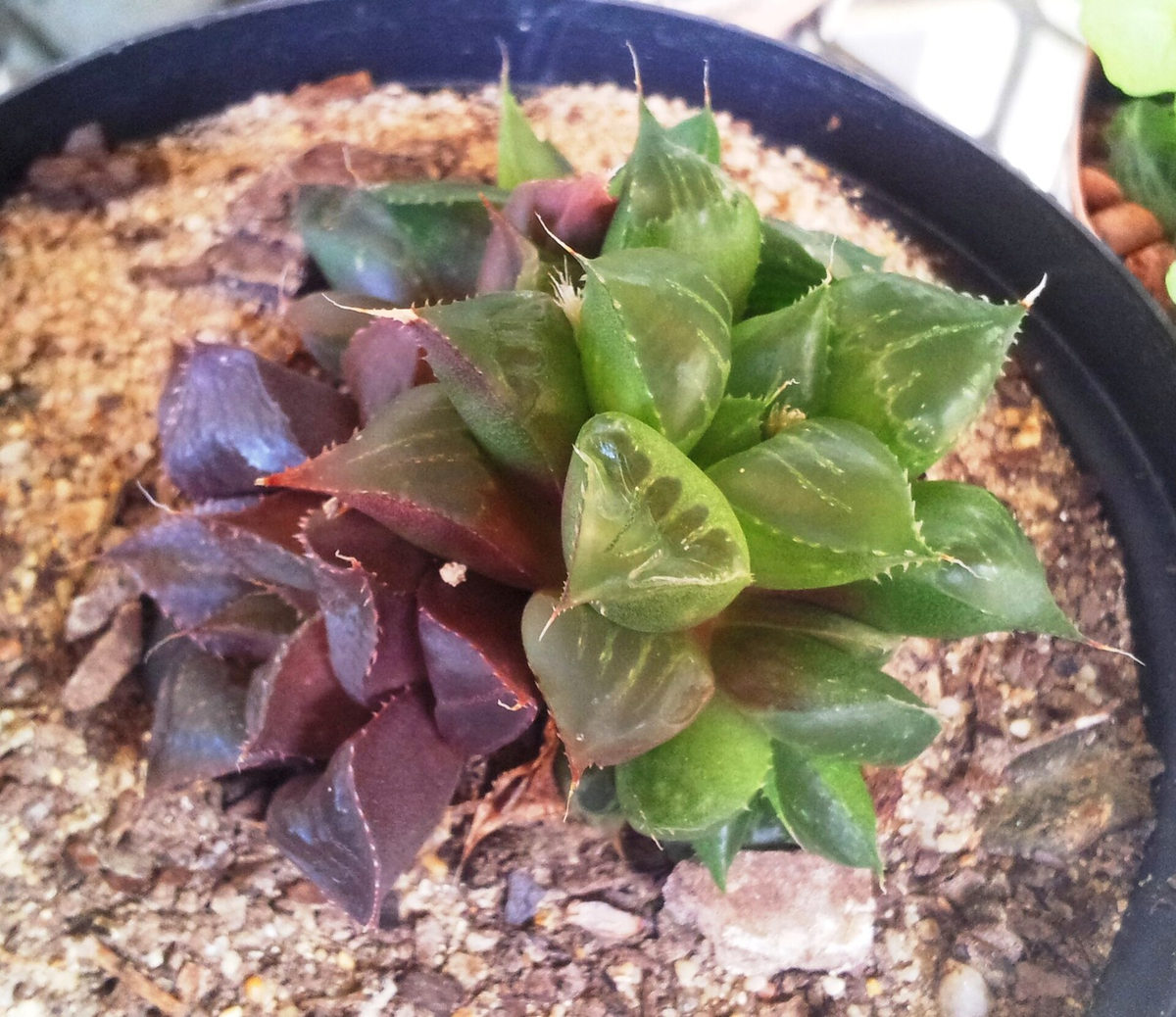 黒い鉢に植えられた軟葉系ハオルチアの群生。右側の株は緑、左側の株は紫褐色で、同じ鉢の中で色が大きく異なる。端面には光沢のある窓、葉のふちに細かい鋸歯がある(Wikimedia Commons では Haworthia mirabilis var. mundula として掲載)