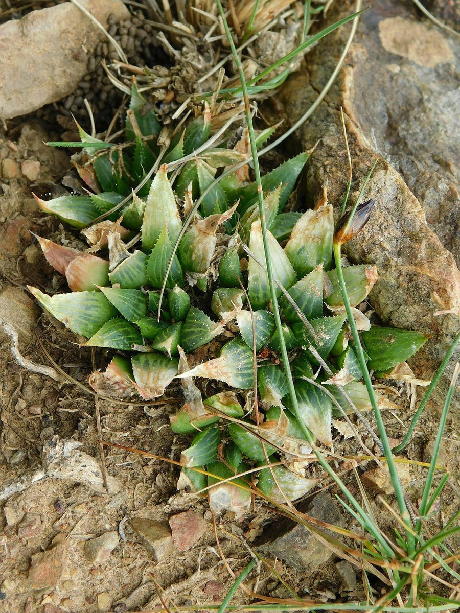 南アフリカ西ケープ州の岩の窪みで、枯草とイネ科の草に囲まれて生える緑の軟葉系ハオルチアの群生。三角形の端面に淡い縦線が入り、葉のふちに細かい鋸歯がある(iNaturalist のコミュニティ同定は Haworthia mirabilis var. triebneriana・research grade)