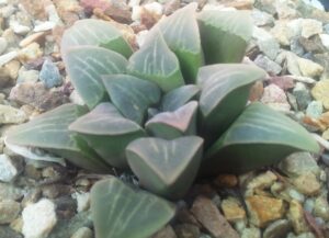 ムチカ(H. mutica)の写真