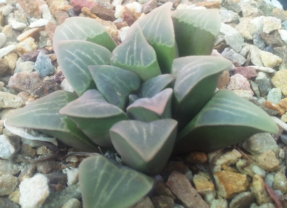 ムチカ(Haworthia mutica)の株。青みがかった平らな窓と脈
