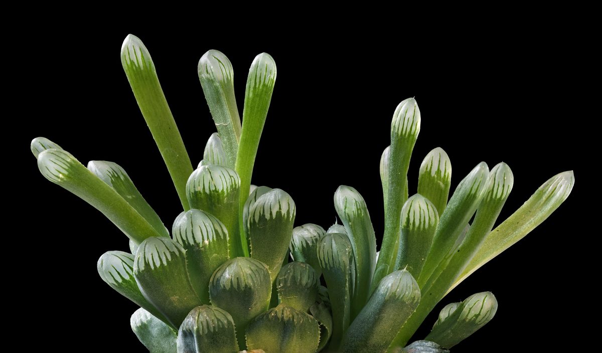 オブツーサ（Haworthia cooperi var. truncata）の透きとおる丸い窓のアップ