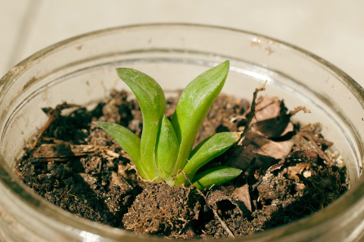 オブツーサ(Haworthia cooperi var. truncata)の栽培株。丸い窓を持つロゼット全体