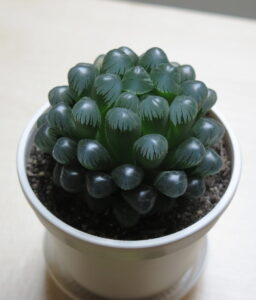 オブツーサ(H. cooperi var. truncata)の写真