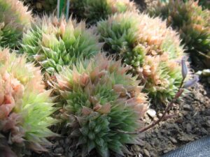 ピリフェラ(H. cooperi var. pilifera)の写真