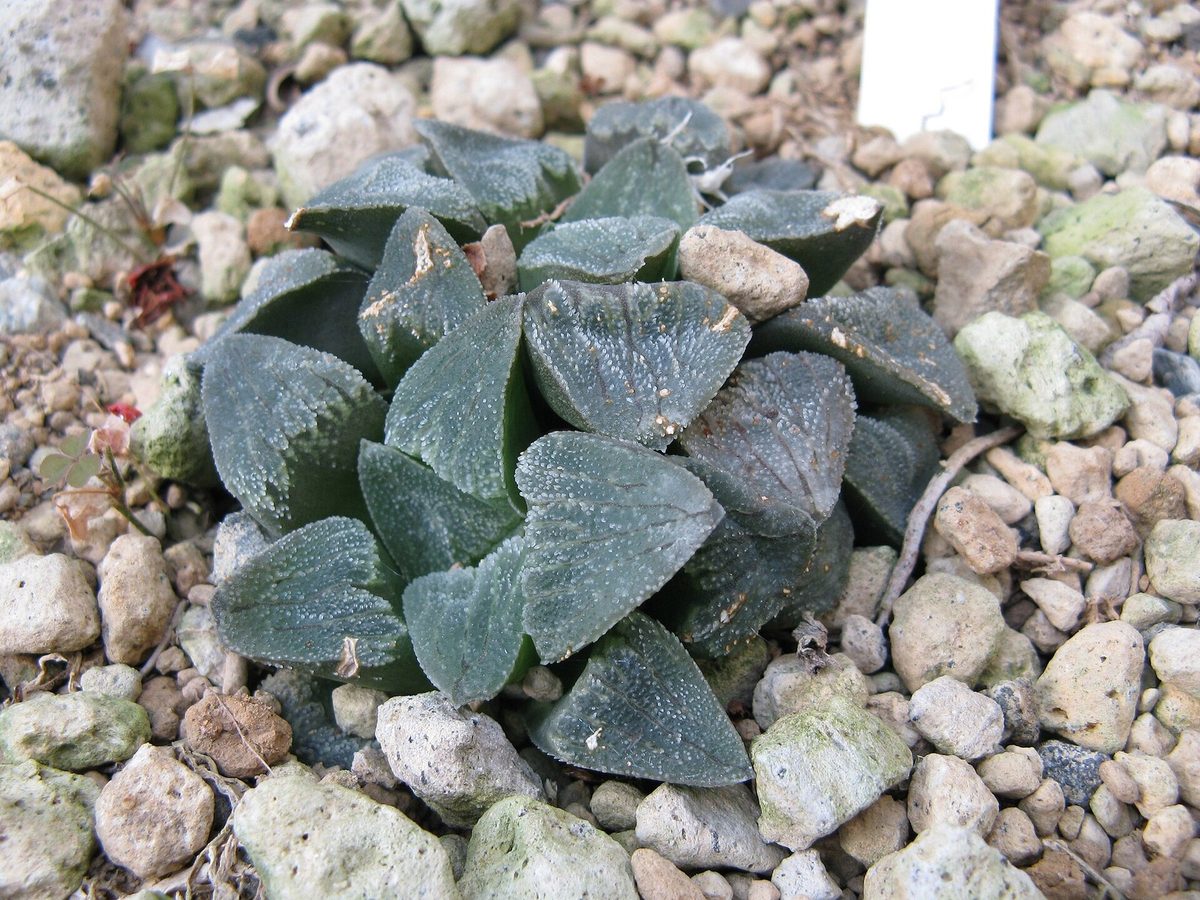 ピグマエア(Haworthia pygmaea)の株。三角形に切り詰めた葉先が放射状に並び、ざらつく面に細かな白点が散る
