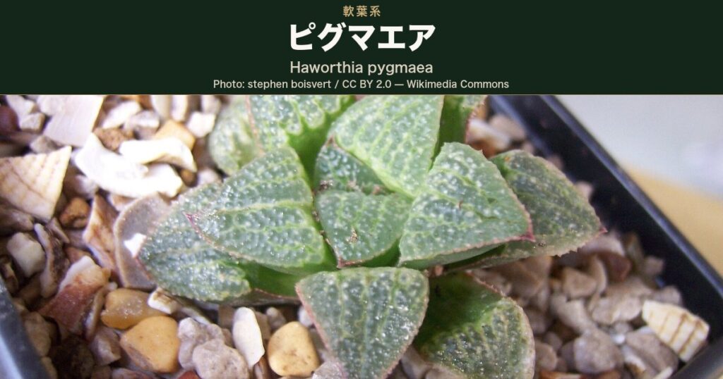 三角形に切り詰めた葉先が放射状に並び、葉面いっぱいに白い粒状の突起がざらつく軟葉系ハオルチアの鉢植え株。Wikimedia Commons では Haworthia pygmaea として掲載されている(右上の栽培ラベルはトリミング)