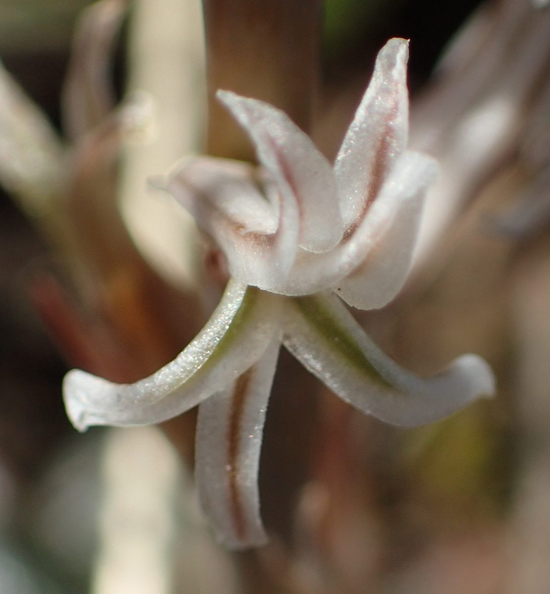 白い花被片に淡褐色の筋が入り、二唇形に開いたハオルチアの花のクローズアップ(iNaturalist の現行同定は Haworthia pygmaea var. pygmaea・research grade。南アフリカ西ケープの自生地)