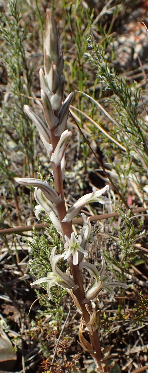 自生地で細く長い花茎を立ち上げ、白い小花と蕾を総状につけたハオルチア。花茎は葉の何倍もの高さになる