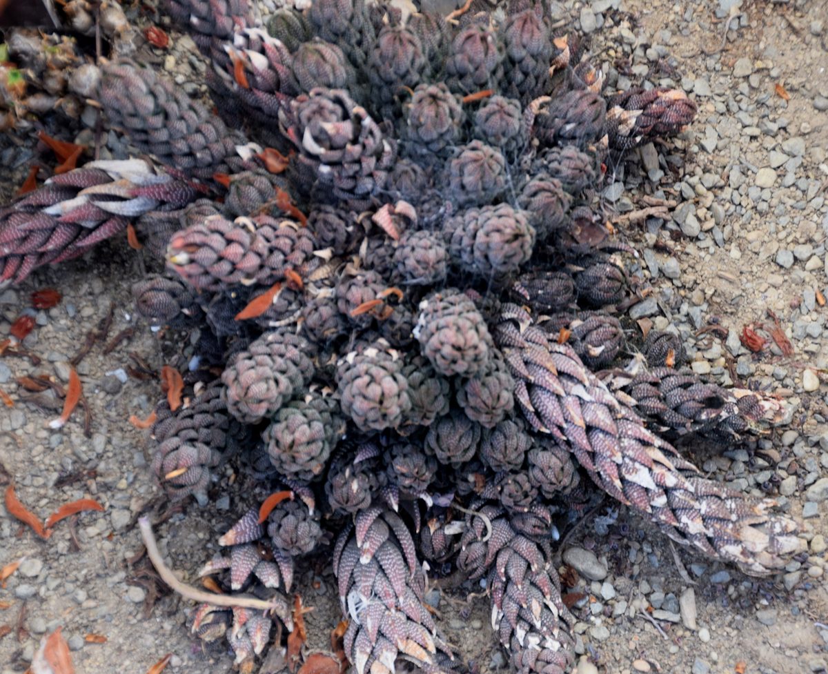 植物園で栽培されたレインワルディ(Haworthiopsis reinwardtii)の株立ち。硬い葉が茎に沿って重なり、白い疣が点々と並ぶ