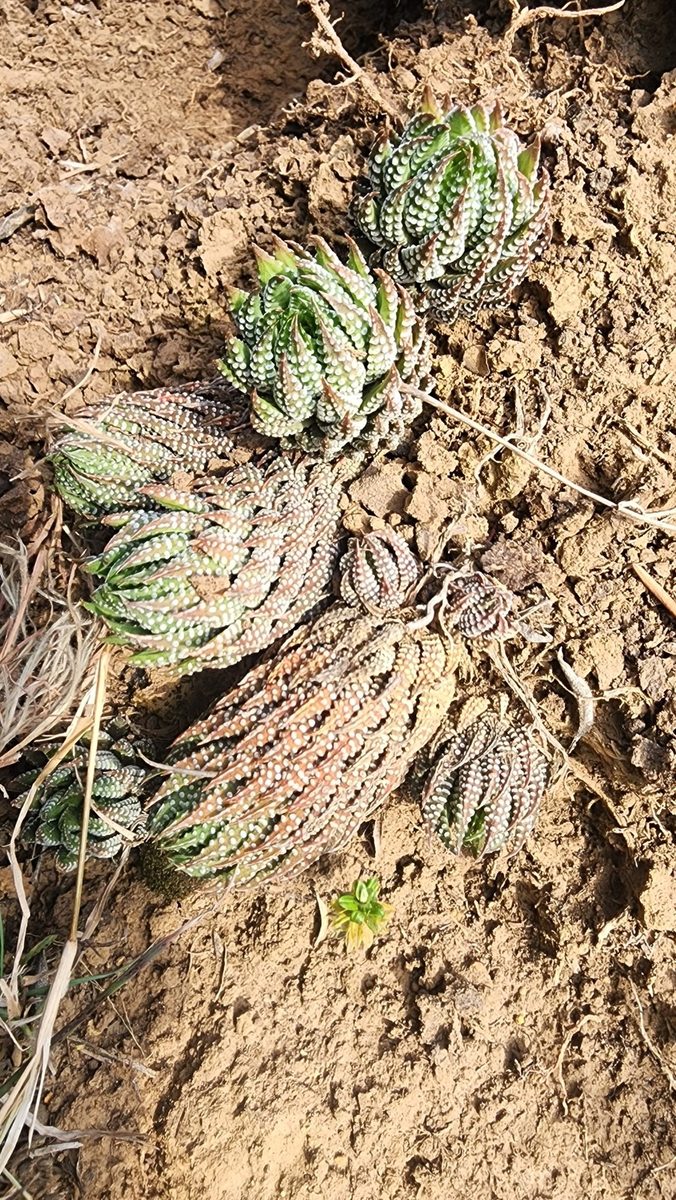南アフリカの土の斜面に育つレインワルディ。手前の株は短くまとまり、奥の株は茎が長く伸びて地面に横たわっている
