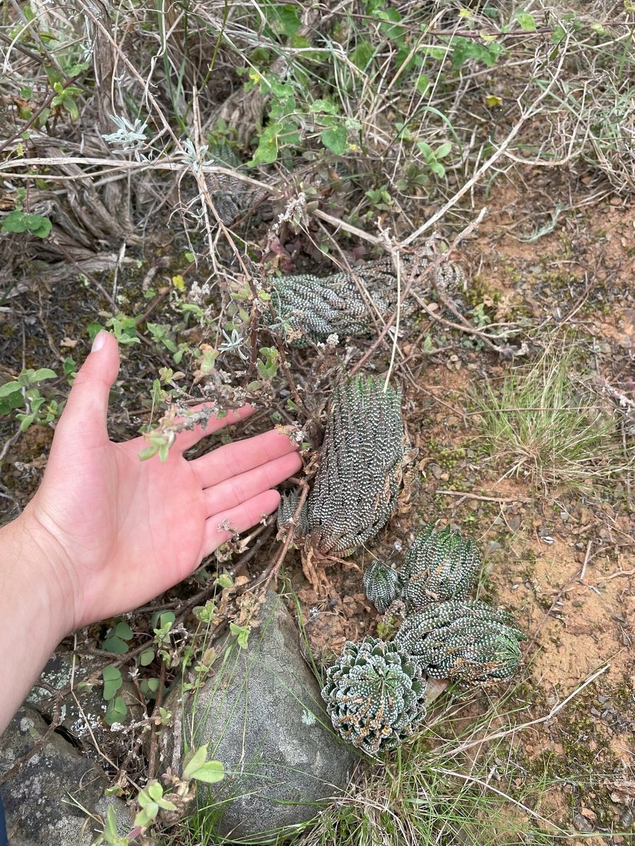南アフリカの斜面に育つレインワルディの横に、大きさの目安として手をかざした写真。伸びた茎は手のひらほどの長さ