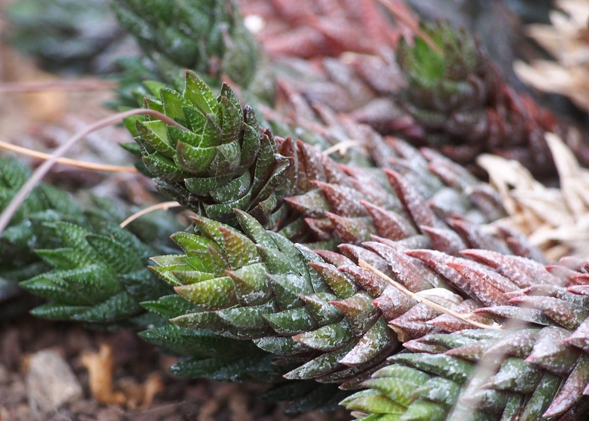 温室で栽培されたレインワルディ(Haworthiopsis reinwardtii)の葉面の接写。地面に沿って横たわる茎に、白い細かな疣を散らした葉が密に重なり、日射で赤みを帯びている