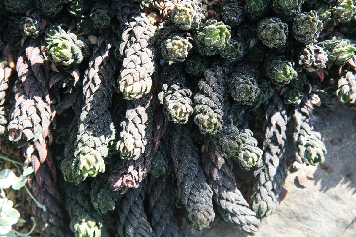 植物園で岩の縁を越えて垂れ下がる、レインワルディ(Haworthiopsis reinwardtii)の長く伸びた茎の群。葉が密に重なって縄のように見え、茎の先だけがロゼット状に開く