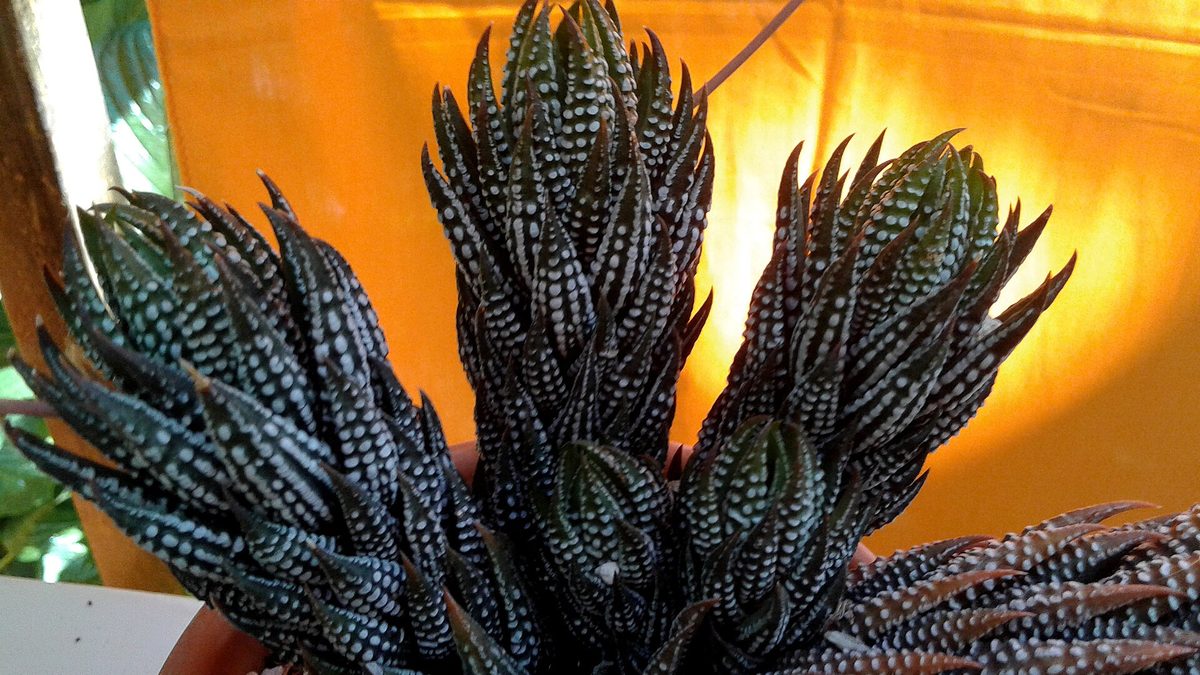 レインワルディ(Haworthiopsis reinwardtii)の栽培株。らせん状に葉を重ねた茎が立ち上がり、葉の外側に白いイボが縦の列をつくる
