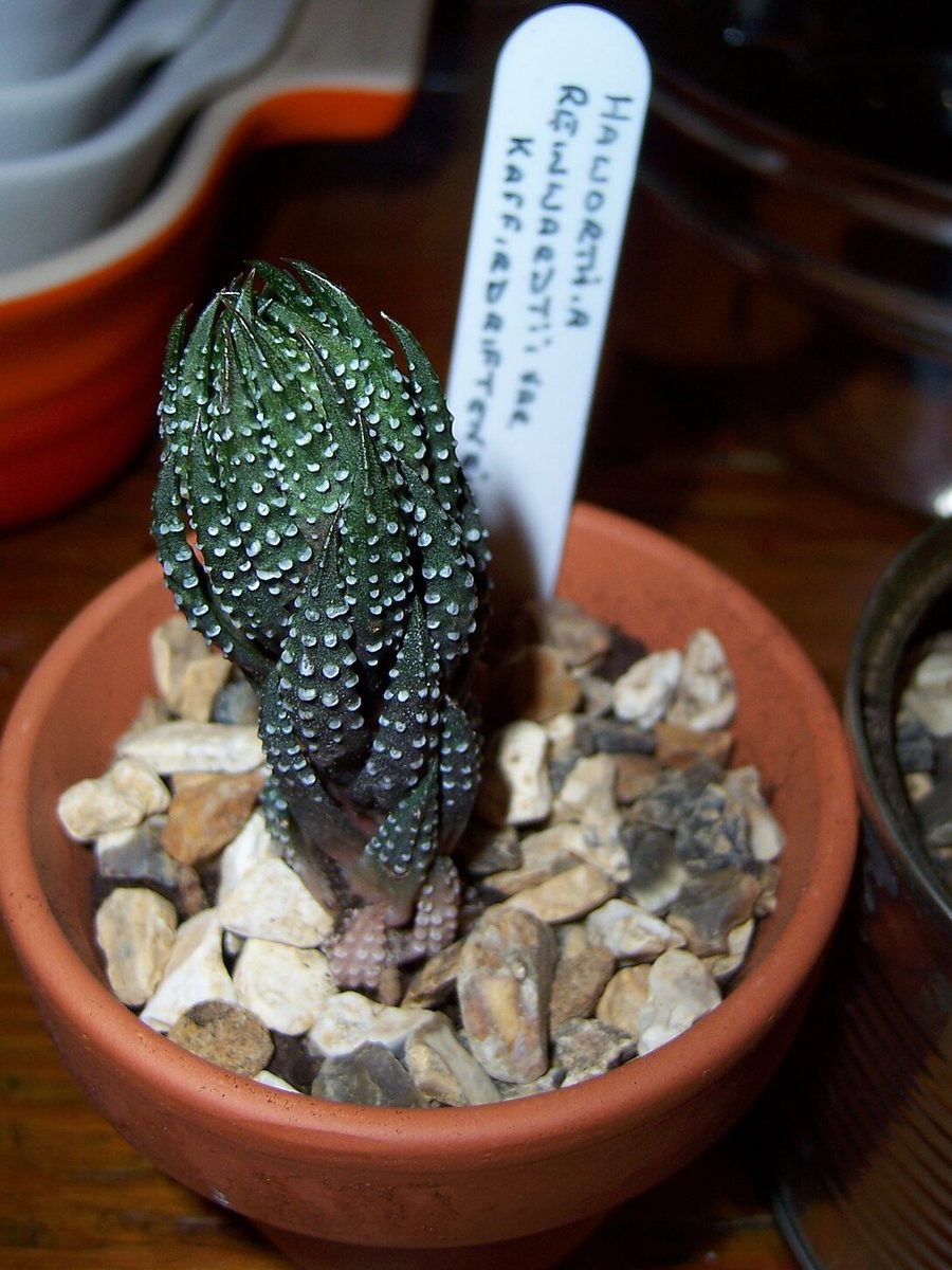 レインワルディ(Haworthiopsis reinwardtii)として名札の付いた鉢の株。円錐形に立ち上がり、白い疣が縦の列をつくる