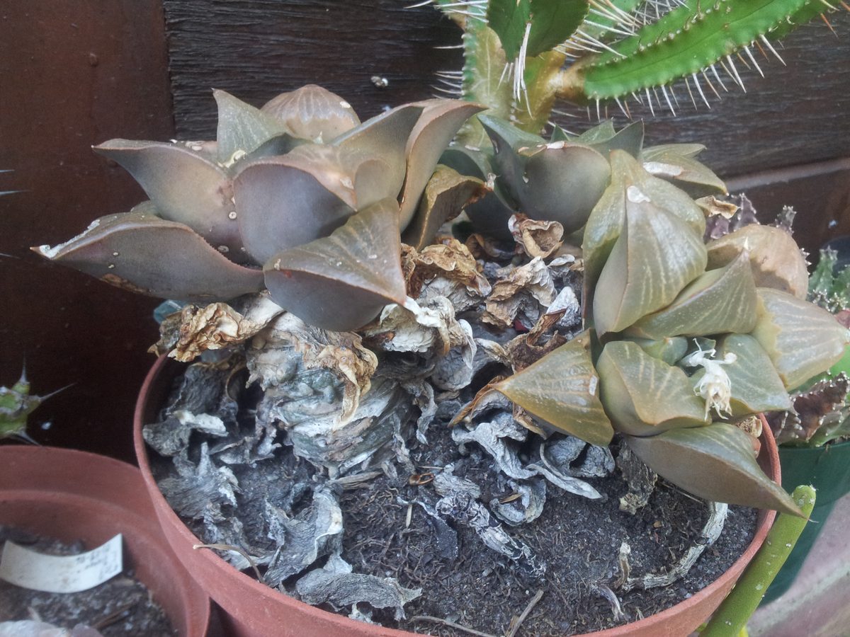 レツーサ(Haworthia retusa)の栽培株。上面に広がる三角の窓と脈