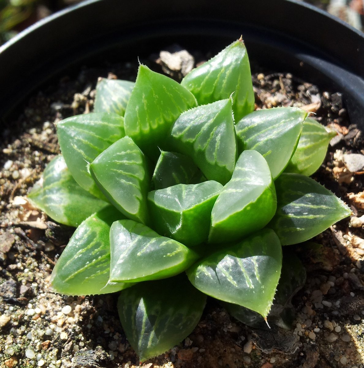 レツーサ(Haworthia retusa)として流通する単頭の株。三角形の葉が反り返り、上を向いた面に淡い線の入った窓が見える