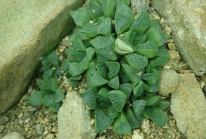 レツーサ(H. retusa)の写真