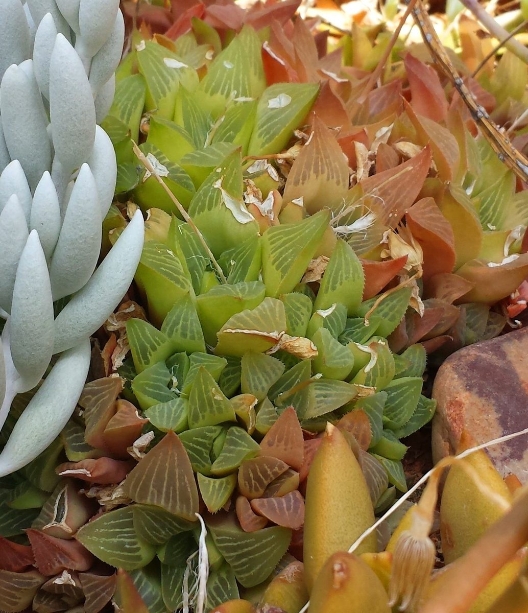 植物園の植え込みで、緑色の株と赤銅色に染まった株が隣り合って生える軟葉系ハオルチア。窓面の白い筋と葉縁の細かい鋸歯が見える。周囲には別種の多肉も写る(Wikimedia Commons では Haworthia retusa として掲載)