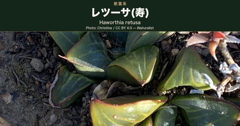三角形に反り返った葉の上面が平らな窓になり、淡い縦筋が走る株を真上から写した写真。南アフリカ・リヴァーズデールの自生地で撮影され、iNaturalist で Haworthia retusa として同定されている観察