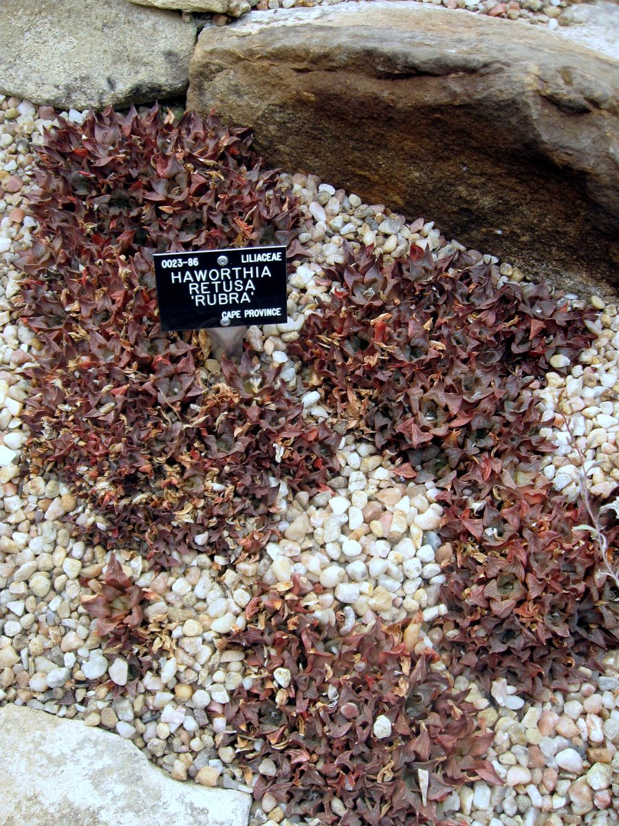 砂利床に赤紫色に染まった小型のロゼットが群れる植物園の植え込み。手前に 0023-86 LILIACEAE HAWORTHIA RETUSA RUBRA CAPE PROVINCE と刻まれた名札が立つ(Wikimedia Commons ではパブリックドメインとして掲載)