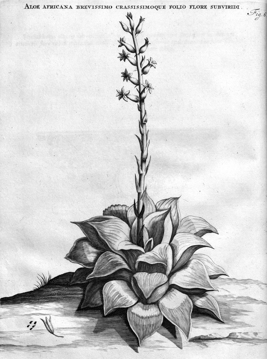 厚いロゼット状の葉と長く立ち上がる花茎を線刻で描いた 1701 年の白黒銅版画。上部にラテン語の長い見出しと Fig.6 の番号がある(Wikimedia Commons ではパブリックドメインとして掲載)