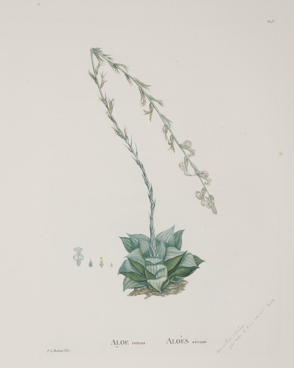 青緑の三角形の葉が重なるロゼットから弓なりの花茎が伸び、白い筒状花と花の解剖図を添えた 1802 年の手彩色図版。下部に ALOE retusa の刻字がある(Wikimedia Commons ではパブリックドメインとして掲載)