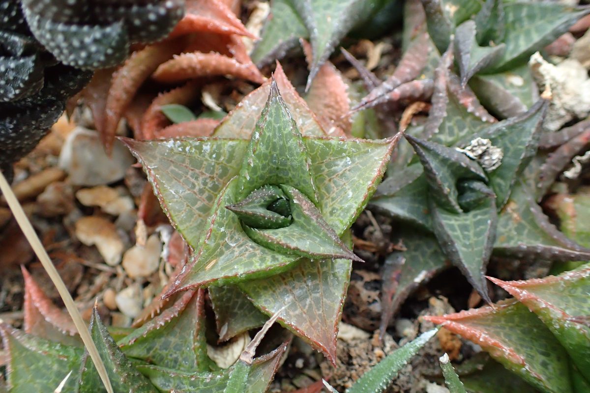 竜鱗/テッセラータ(Haworthiopsis venosa var. tessellata)の株。上面の格子状の窓紋