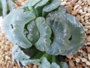 玉扇(H. truncata)の写真