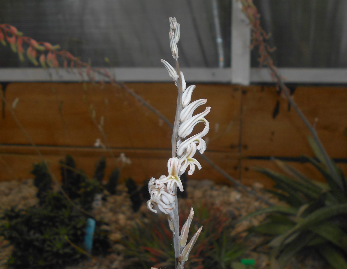 玉扇(Haworthia truncata)として流通する株の花茎。白い筒状の小さな花が房状につく