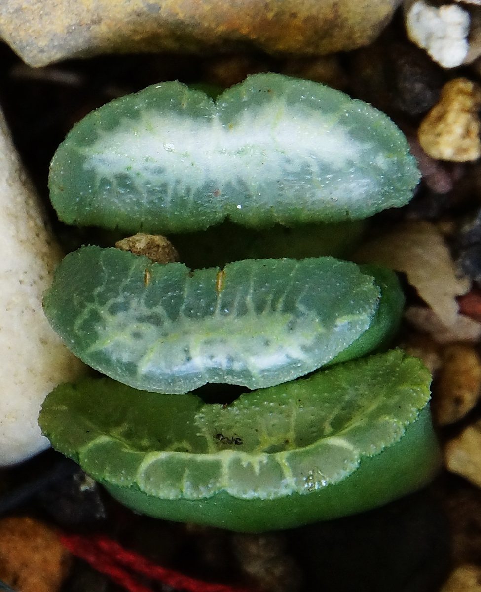 玉扇(Haworthia truncata)として流通する株を上から見た様子。横長の切断面に網目状の紋が入る