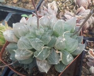 ベヌスタ(H. cooperi var. venusta)の写真
