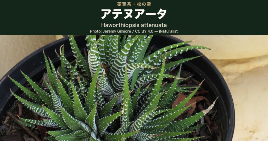 白い疣が横帯をつくって並ぶ、アテヌアータ(Haworthiopsis attenuata)として同定されている鉢植え株を真上から見た写真。上辺に品種名を載せた深緑の帯