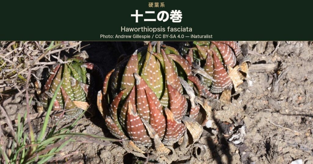 白い疣が横帯に並ぶ厚い葉が球状のロゼットをつくり赤褐色に色づいた、十二の巻 (Haworthiopsis fasciata) として同定されている南アフリカの自生地の株の写真