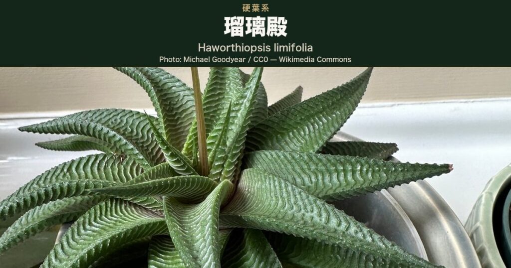 細長い三角形の葉が渦を巻くように並び、葉の表面に白っぽい横向きの畝(隆条)が密に走るロゼットを真上から写した写真。中心から花茎が伸び始めている。Wikimedia Commons では Haworthiopsis limifolia(瑠璃殿)として掲載されている室内の鉢植え株