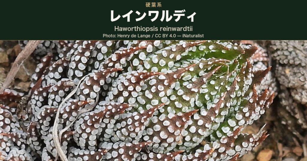 白い疣が葉の長さ方向に列をつくって並ぶ、レインワルディ(Haworthiopsis reinwardtii)として同定されている南アフリカ自生地の株の接写。上辺に品種名を載せた深緑の帯