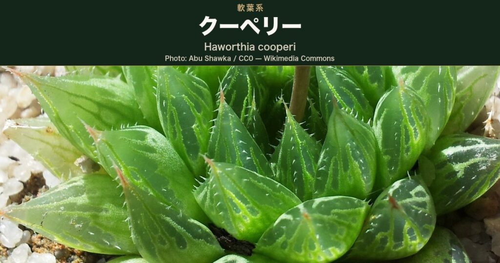 三角にとがった葉が幾重にも重なり、葉の上半分の窓に細い白い条が走るロゼットを寄りで写した写真。葉のふちと竜骨には短い毛(ノギ)が並び、中心から褐色の花茎が 1 本立ち上がる。左下に白い砂利がのぞく。Wikimedia Commons では Haworthia cooperi(var. cooperi)として掲載されている栽培株。上辺に品種名を載せた深緑の帯