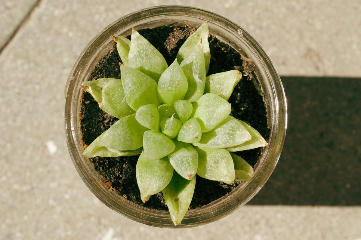 ガラス容器に植えられた軟葉系ハオルチアの単一ロゼットを真上から写した写真。淡い黄緑色の葉が放射状に並び、葉の上半分は半透明で細かい白い斑点が散る。葉先はごく短く枯れて褐色になり、長い毛は見えない。容器の外はコンクリートの床
