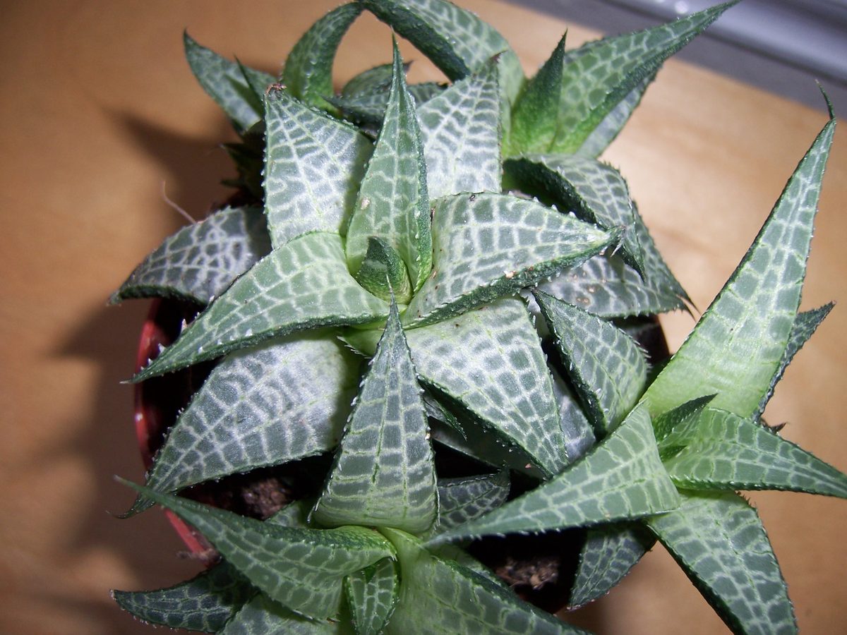 鉢植えの株を真上から写したクローズアップ。灰緑色の硬い三角葉が放射状に並び、それぞれの葉の面に白っぽい細い線が縦横に走って四角い格子模様をつくっている。葉のふちには白く小さな鋸歯が等間隔に並ぶ