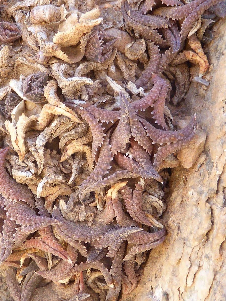 乾いた岩の隙間に、赤褐色に焼けた小さなロゼットが隙間なく密集して広がる自生地の様子。葉は硬く三角で強く反り返り、下面には粒状の疣が並ぶ。周囲は褐色の岩と砂だけで、ほかの植物はほとんど見えない