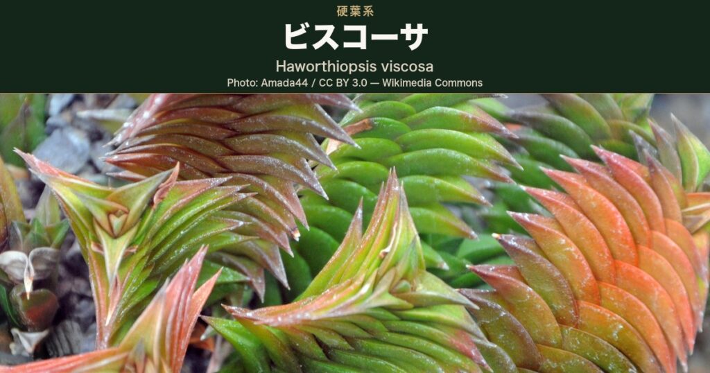 硬く三角にとがった葉が三列に重なって柱のように積み上がる硬葉系ハオルチアを寄りで写した写真。手前の柱は葉先から赤褐色に色づき、奥の株は明るい緑のまま。葉の面には白い小さな粒が散る。上辺に品種名を載せた深緑の帯