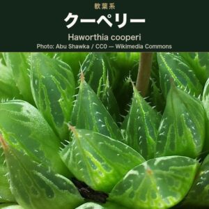 三角にとがった葉が幾重にも重なり、葉の上半分の窓に細い白い条が走るロゼットを寄りで写した写真。葉のふちと竜骨には短い毛(ノギ)が並び、中心から褐色の花茎が 1 本立ち上がる。左下に白い砂利がのぞく。Wikimedia Commons では Haworthia cooperi(var. cooperi)として掲載されている栽培株。上辺に品種名を載せた深緑の帯