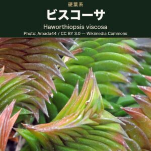 硬く三角にとがった葉が三列に重なって柱のように積み上がる硬葉系ハオルチアを寄りで写した写真。手前の柱は葉先から赤褐色に色づき、奥の株は明るい緑のまま。葉の面には白い小さな粒が散る。上辺に品種名を載せた深緑の帯
